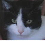 Fat fam boi