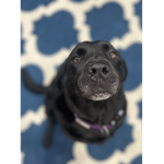 Dog pals!