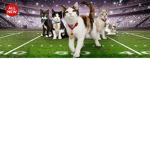 Super cats team.