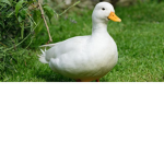 DUCK shop for you