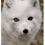 Wolfie Academy