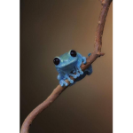 FROGgG