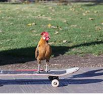 CHICKENS CAN SKATEBOARD