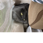 The kitty p l a n. :)