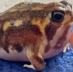 Frogs are cute~