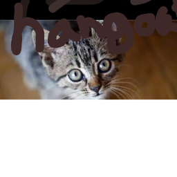 Cat hangout