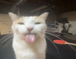 Cat Productions! :3