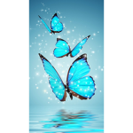 White Butterfly’s Hangouts