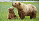 Grizzly inc.