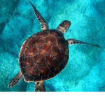 undertheseaOcean