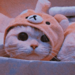 •lovinq kittens•