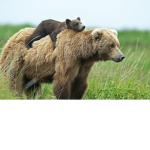 Bear Squad Ultimate!!