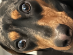 Doggo Bagels