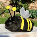Pinkulus