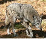 group of wolf lovers