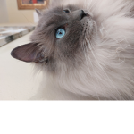 2blackfangs
