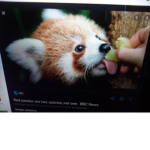Panda Prom