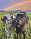 Cosmetic cows