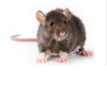 Mouse Traps