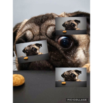 #Pug @rmy