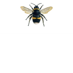 Hiii Bee Squad