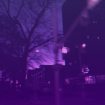 Lavender Area