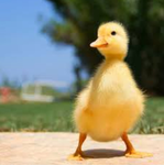 Ducky and Panda lovers
