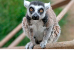 Lemur's Dev Team