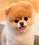 Dog lovers group 1