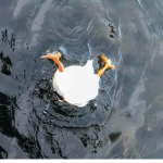 Falco's big duck studio