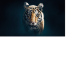 Tiger Fanclub :P