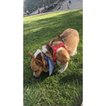 Hi I like dogs lol