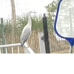 the heron gang