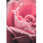 Rosey._.Squad