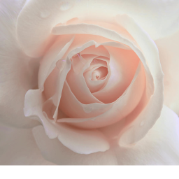 Obviously Different Roses!'s Place Number: 0