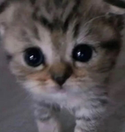 baka kucing