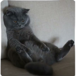 Kitty’s Cats <3