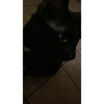 Vtoxicbæz