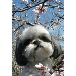 The Shih tzu dog club!
