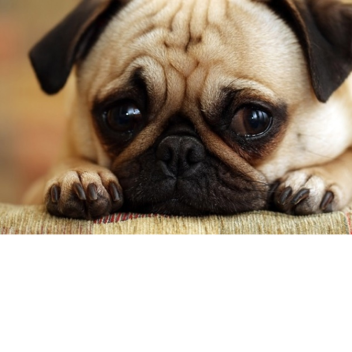 Favorite If Your Against Animal Abuse