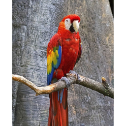 Macaw Squad's Obby