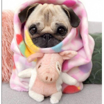 ~Pug Clothing~