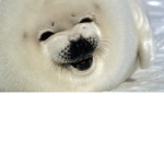 | The Seal Squad |