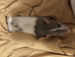 Danes rat group