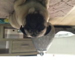The ways of the pug
