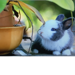 Bunny- Kingdom
