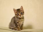 Little kittyyy