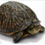 Save the turtles :(