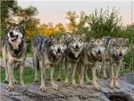 PACK