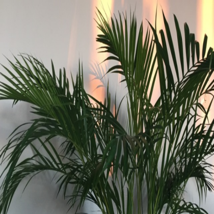 Aesthetic Palms Roblox decal
